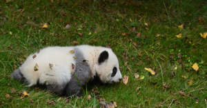 Giant Panda Friends International