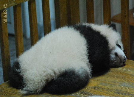 Große Pandas sehen immer gut aus