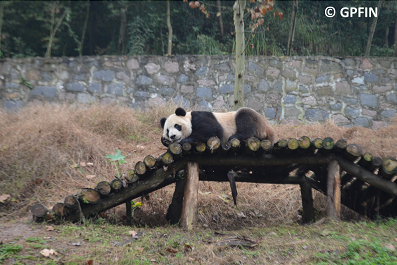 Großer Panda meditiert