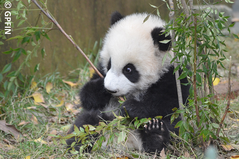 Spaß und Freude der Großen Pandas