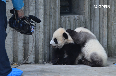 Giant Panda: Film ab!