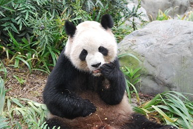 Große Pandas in Sichuan