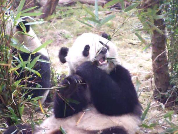 Le Shui verzaubert Qingdao Zoo Besucher