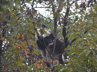 Xi Le lebt in Tianjin Zoo