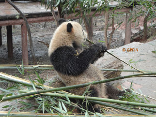 Yao Xin in neuem Zuhause