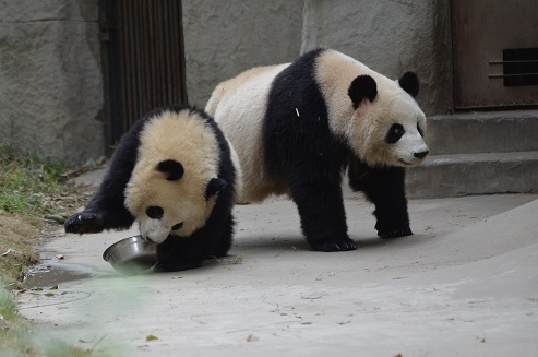 Große Pandas im Portrait: Li Li