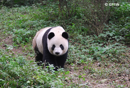 Große Pandas & Landschaft