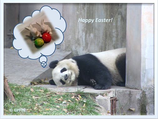 Giant Pandas: Happy Easter!