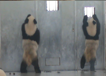 Giant Panda: Geschlossene Tür