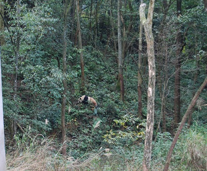 Große Pandas Nachrichten