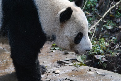 422 Große Pandas