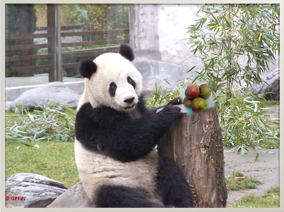 Herbst bei Großen Pandas
