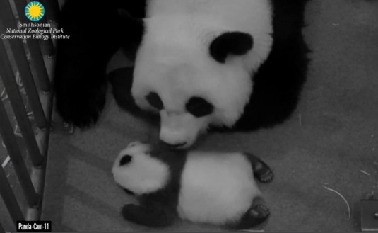 Neues: Bei Bei & Bao Bao