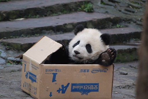 Liebesgeflüster bei Großen Pandas