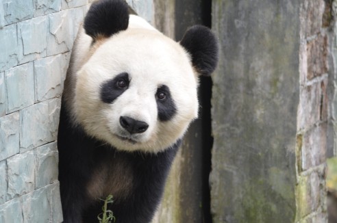 Neuigkeiten rund um Giant Pandas