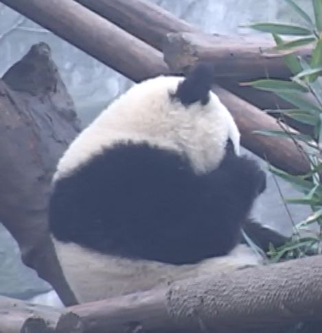 Große Pandas aus Zibo Park