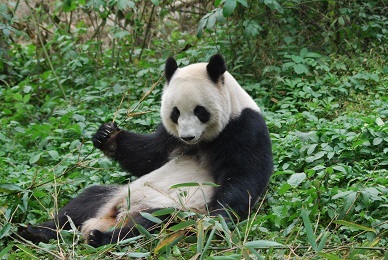 Neues aus World der Giant Pandas