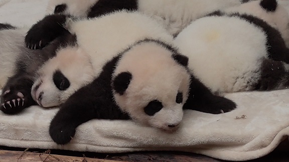 Giant Panda Babys geben Unterricht