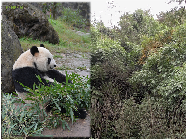 Giant Panda: Mein Bäumchen – Meine Heimat