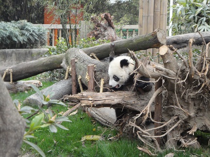 Frühlingstag mit Großen Pandas