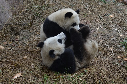 Nachrichten aus Giant Panda World