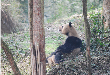 Giant Pandas Nachrichten & Zootage