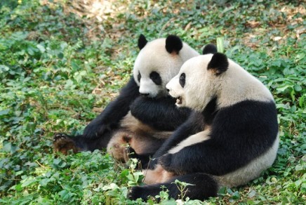 Geplauder über Große Pandas