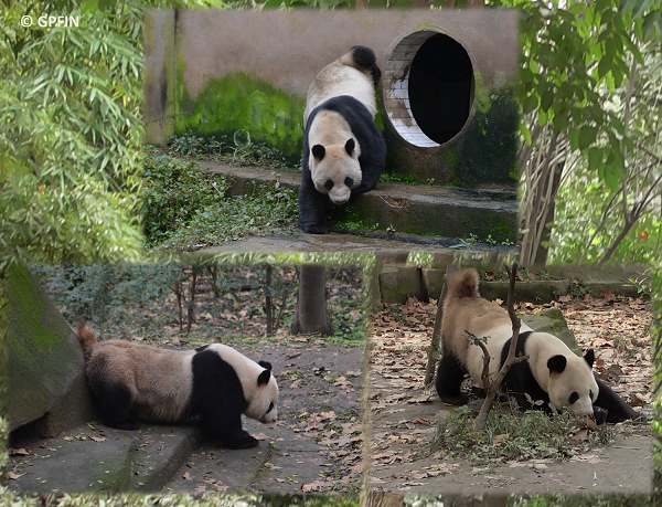 Giant Panda: Bei uns