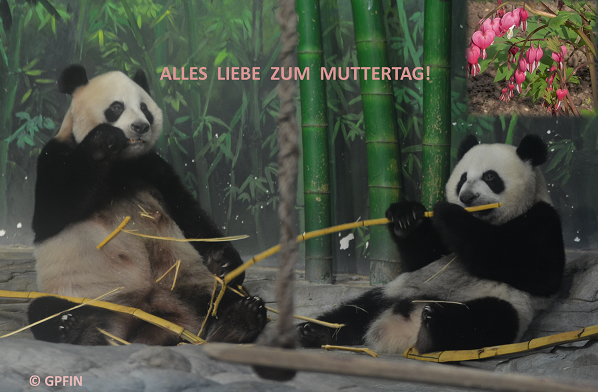 Giant Panda: Muttertag