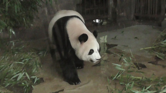 Ji Li gebar Zwillinge