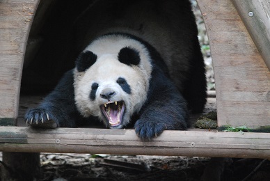 Giant Panda – 5a. Lektion – Heimat