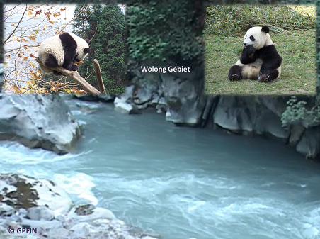 Wolong – Home of Giant Pandas