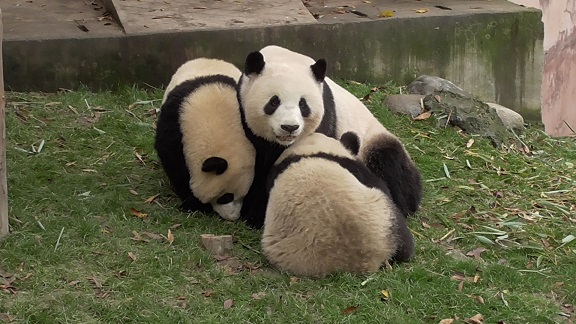 Giant Pandas: 12. Mai – Muttertag