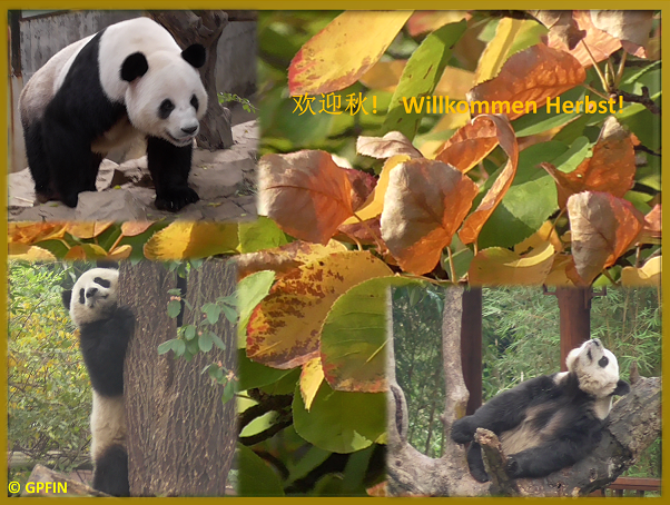 Giant Pandas: Herbst