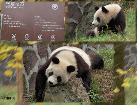 Ruhestunden auf Dujiangyan Base