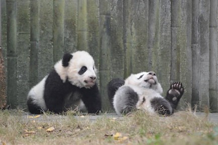 Neues von Giant Pandas