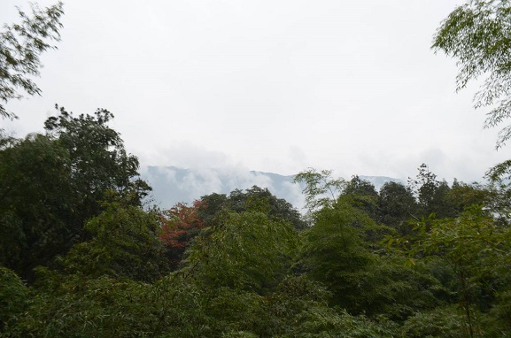 Giant Panda: Gao Gao – Dujiangyan