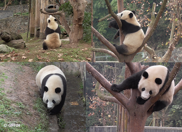 Giant Pandas: Schönbrunner-Bildband ist da!