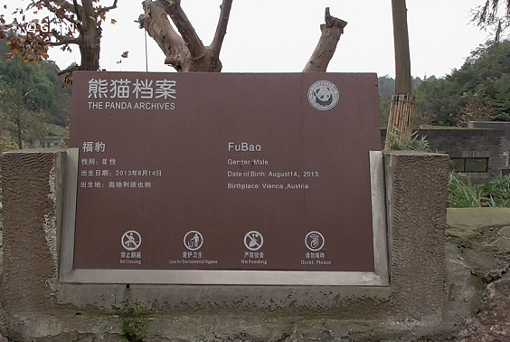 Fu Bao – hübscher Sohn von Long Hui
