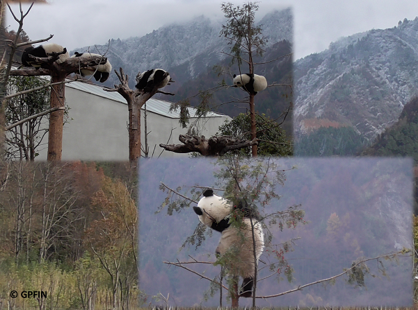 Pandas Wolong