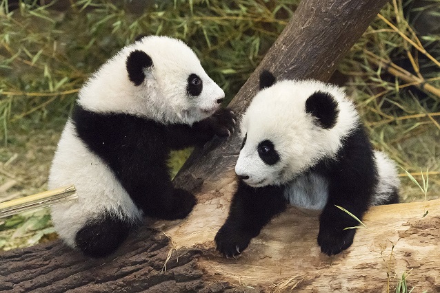 Fu Feng & Fu Ban entdecken Außenanlage