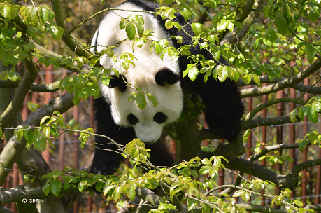 Giant Pandas: Ach, Sommer