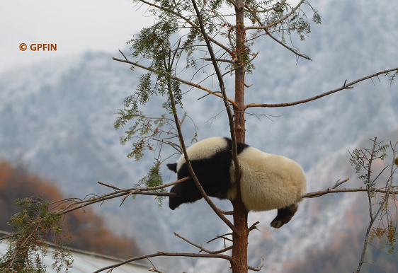 Giant Pandas: Sportlich