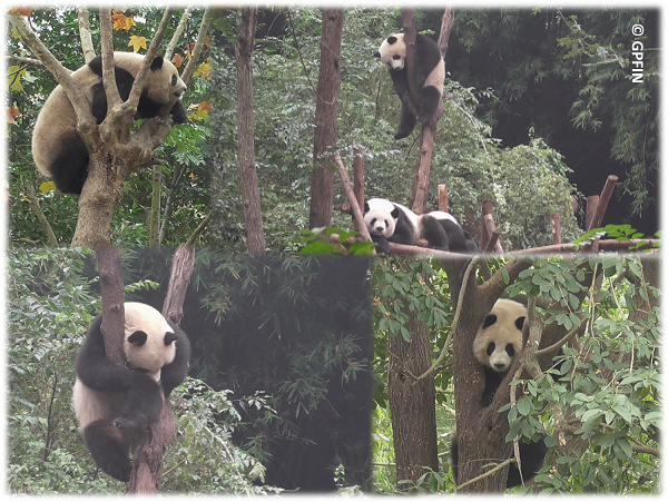 Giant Pandas: Tag des Baumes