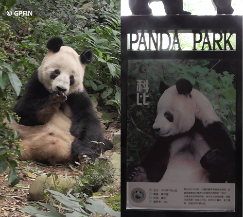 Giant Pandas: Qing Ming Fest