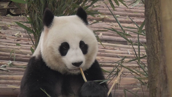 Wunderschöne Zhao Mei