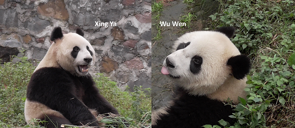 Wu Wen & Xing Ya kommen am 12. April an