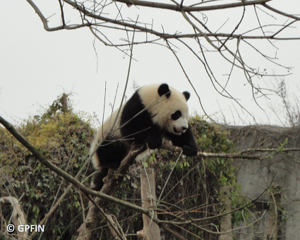 Großer Panda beobachtet Freunde