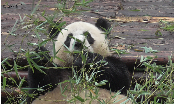 Giant Pandas: Plaudereien