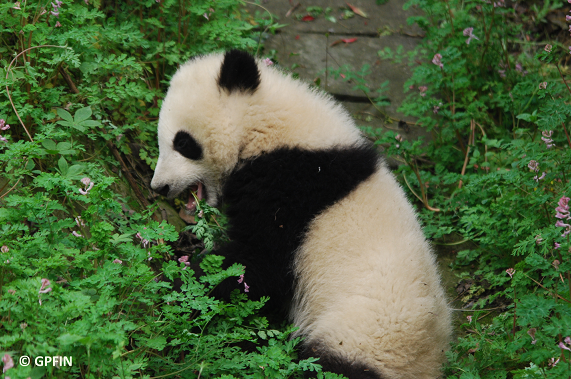 Herbarium der Großen Pandas